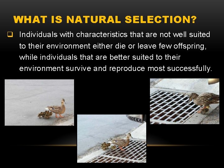 WHAT IS NATURAL SELECTION? q Individuals with characteristics that are not well suited to