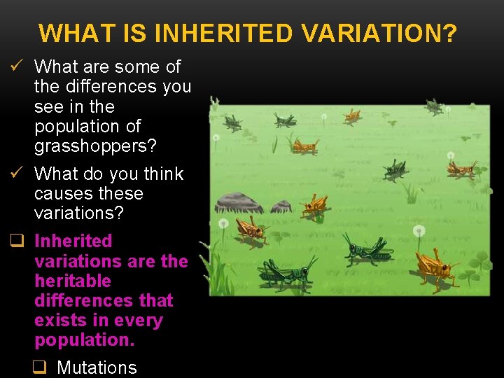 WHAT IS INHERITED VARIATION? ü What are some of the differences you see in