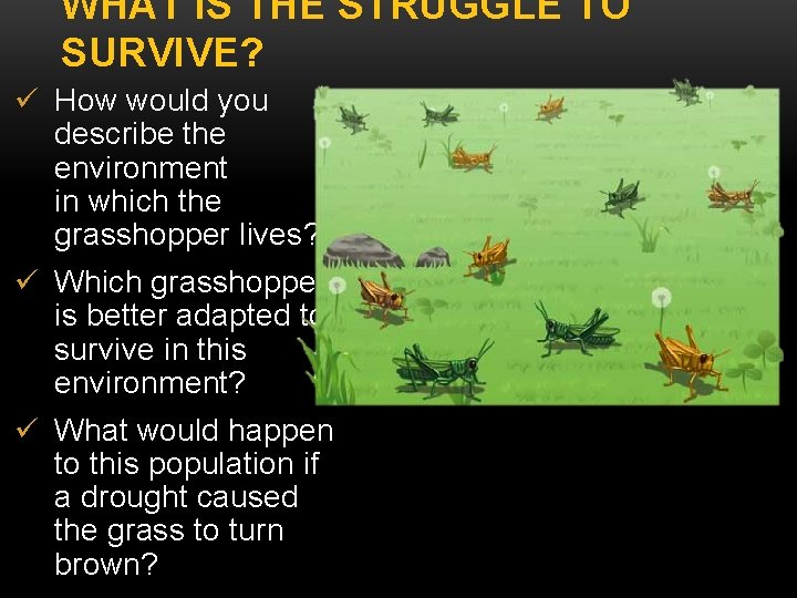 WHAT IS THE STRUGGLE TO SURVIVE? ü How would you describe the environment in