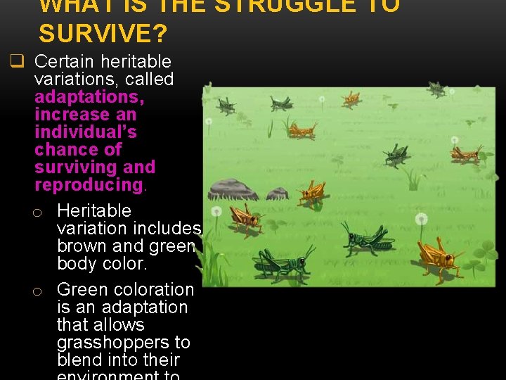 WHAT IS THE STRUGGLE TO SURVIVE? q Certain heritable variations, called adaptations, increase an