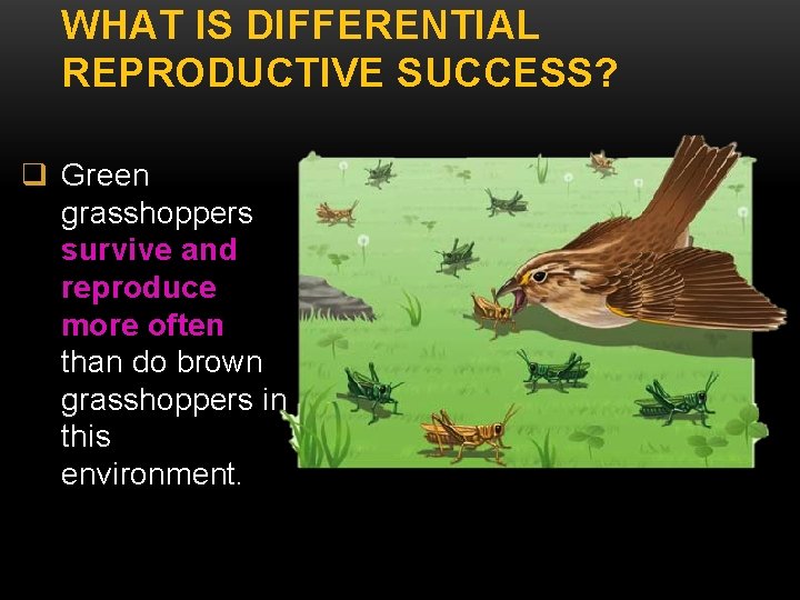 WHAT IS DIFFERENTIAL REPRODUCTIVE SUCCESS? q Green grasshoppers survive and reproduce more often than