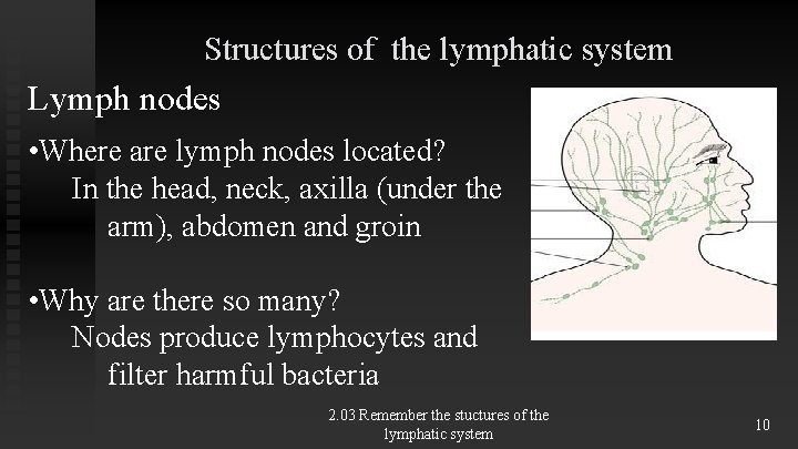 Structures of the lymphatic system Lymph nodes • Where are lymph nodes located? In Structures of the lymphatic system Lymph nodes • Where are lymph nodes located? In