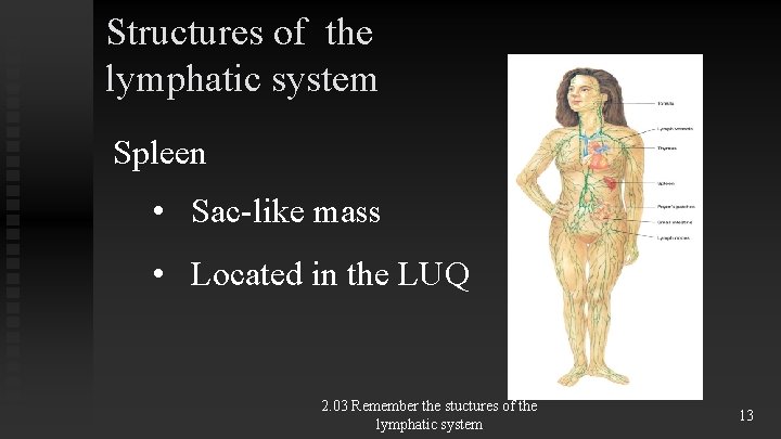 Structures of the lymphatic system Spleen • Sac-like mass • Located in the LUQ Structures of the lymphatic system Spleen • Sac-like mass • Located in the LUQ
