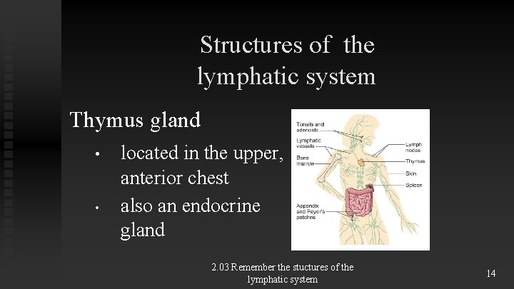 Structures of the lymphatic system Thymus gland • • located in the upper, anterior Structures of the lymphatic system Thymus gland • • located in the upper, anterior