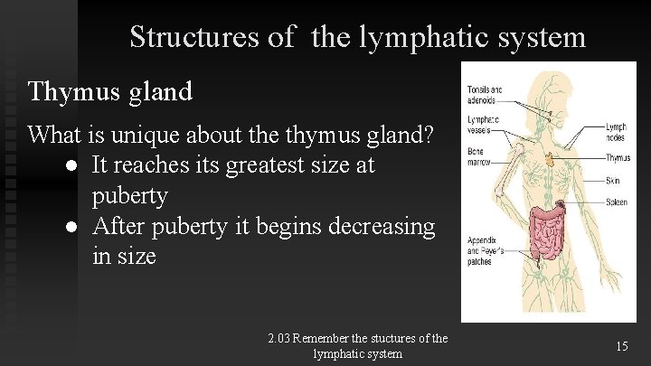 Structures of the lymphatic system Thymus gland What is unique about the thymus gland? Structures of the lymphatic system Thymus gland What is unique about the thymus gland?