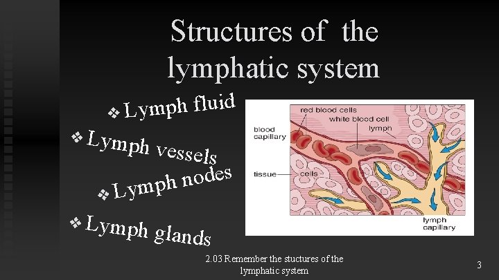 Structures of the lymphatic system d i u l f h p m y Structures of the lymphatic system d i u l f h p m y