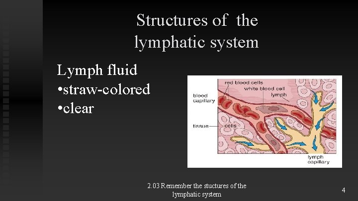 Structures of the lymphatic system Lymph fluid • straw-colored • clear 2. 03 Remember Structures of the lymphatic system Lymph fluid • straw-colored • clear 2. 03 Remember