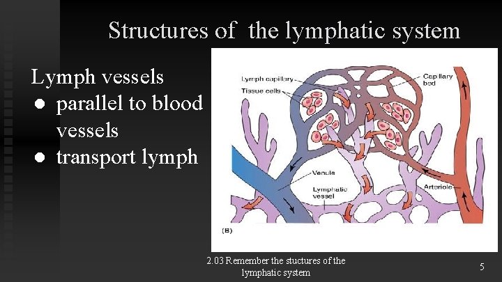 Structures of the lymphatic system Lymph vessels ● parallel to blood vessels ● transport Structures of the lymphatic system Lymph vessels ● parallel to blood vessels ● transport