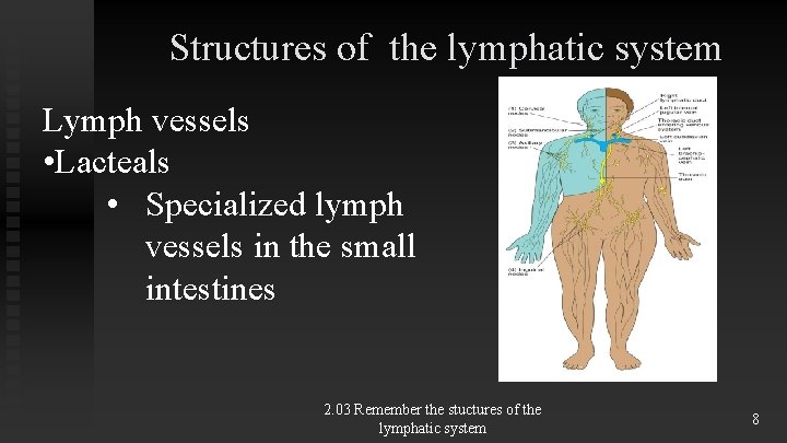 Structures of the lymphatic system Lymph vessels • Lacteals • Specialized lymph vessels in Structures of the lymphatic system Lymph vessels • Lacteals • Specialized lymph vessels in