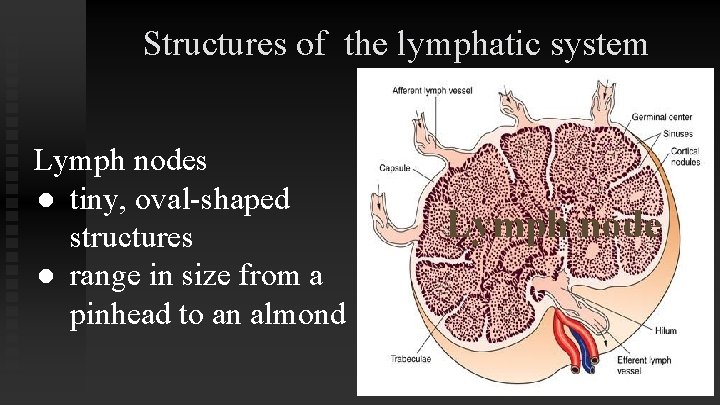 Structures of the lymphatic system Lymph nodes ● tiny, oval-shaped structures ● range in Structures of the lymphatic system Lymph nodes ● tiny, oval-shaped structures ● range in