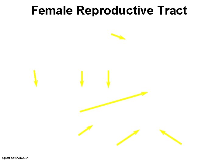 Female Reproductive Tract Sow Vulva Uterine Horn Vagina Cervix Broad Ligament Uterine Body Bladder