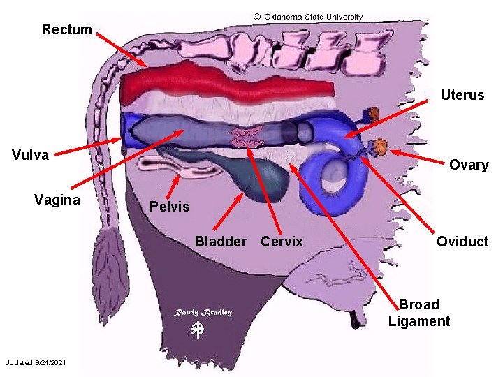 Rectum Uterus Vulva Vagina Ovary Pelvis Bladder Cervix Oviduct Broad Ligament Updated: 9/24/2021 