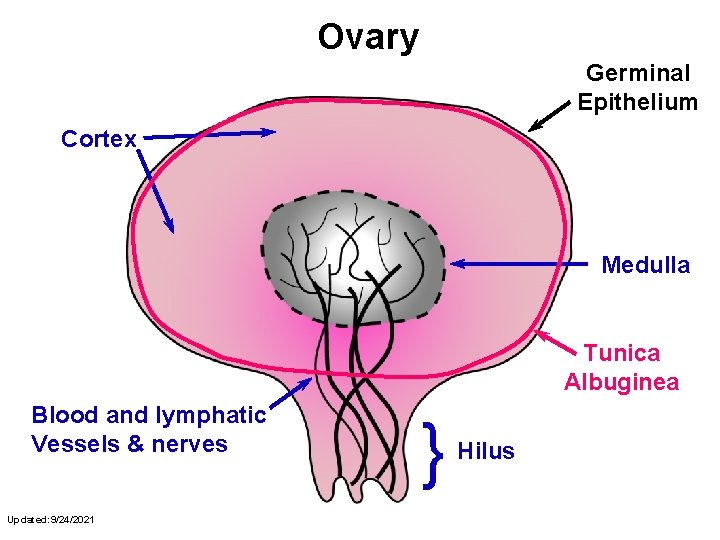 Ovary Germinal Epithelium Cortex Medulla Tunica Albuginea Blood and lymphatic Vessels & nerves Updated: