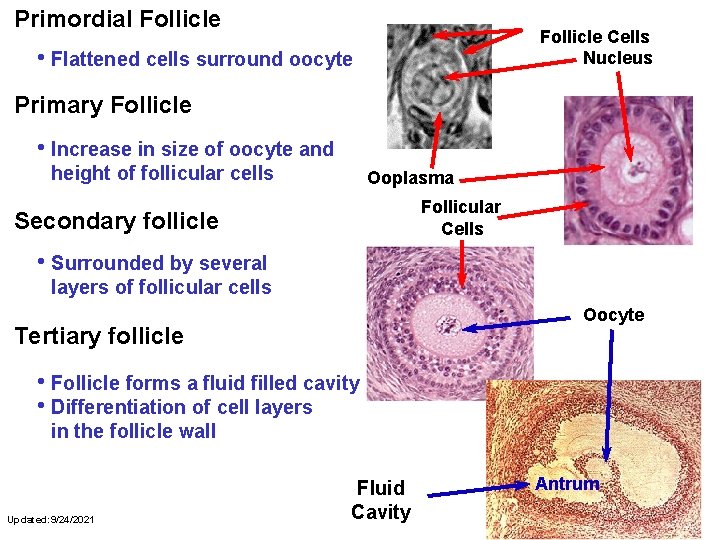 Primordial Follicle Cells Nucleus • Flattened cells surround oocyte Primary Follicle • Increase in