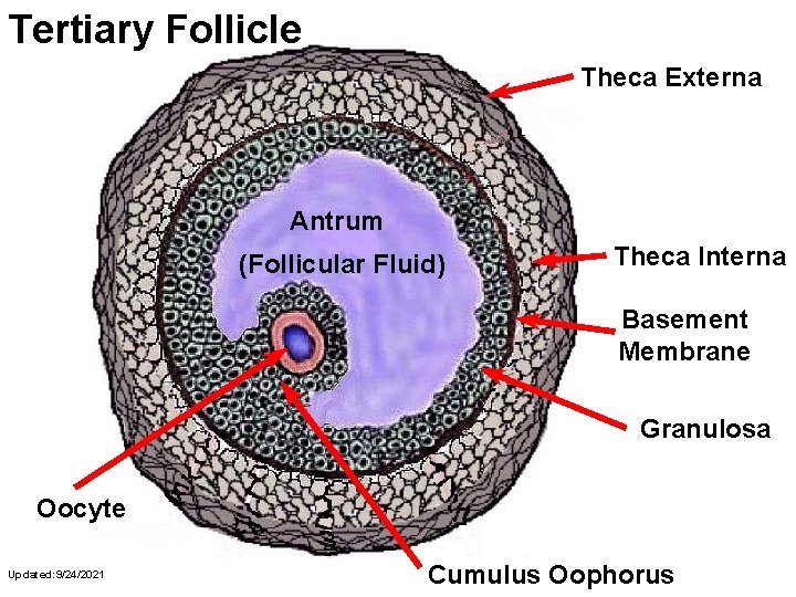 Tertiary Follicle Theca Externa Antrum (Follicular Fluid) Theca Interna Basement Membrane Granulosa Oocyte Updated: