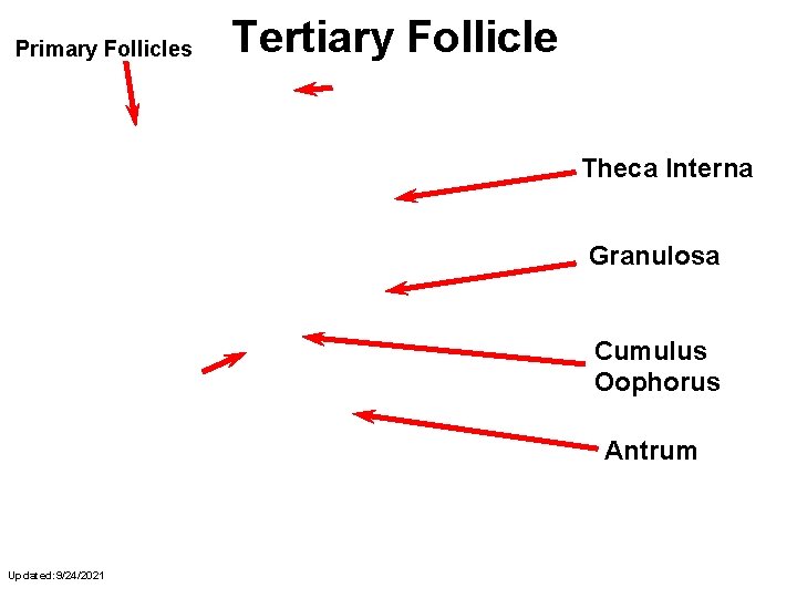 Primary Follicles Tertiary Follicle Secondary Follicle Theca Interna Granulosa Oocyte Cumulus Oophorus Antrum Updated: