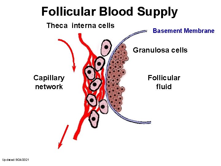 Follicular Blood Supply Theca interna cells Basement Membrane Granulosa cells Capillary network Updated: 9/24/2021