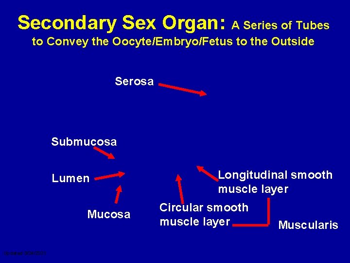 Secondary Sex Organ: A Series of Tubes to Convey the Oocyte/Embryo/Fetus to the Outside