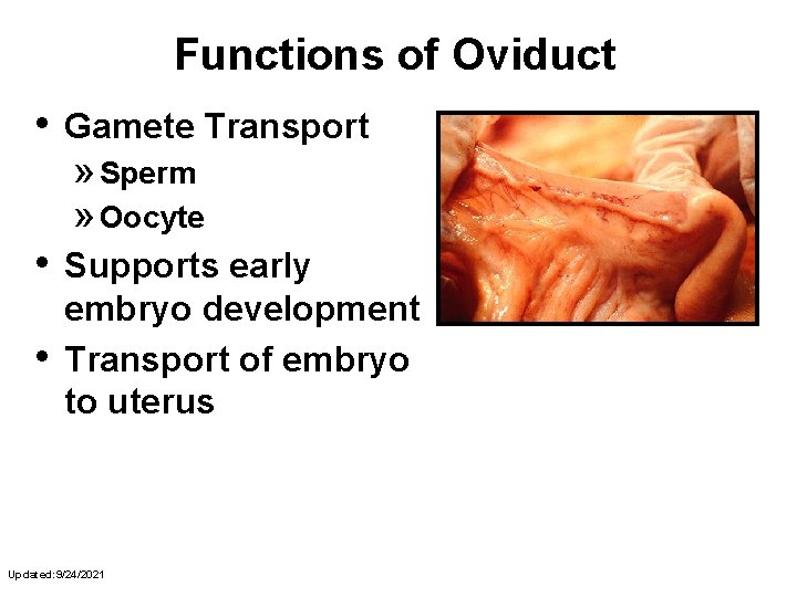 Functions of Oviduct • Gamete Transport » Sperm » Oocyte • • Supports early