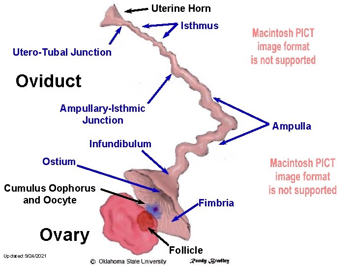 Uterine Horn Isthmus Utero-Tubal Junction Oviduct Ampullary-Isthmic Junction Ampulla Infundibulum Ostium Cumulus Oophorus and
