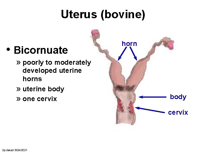 Uterus (bovine) • Bicornuate horn » poorly to moderately developed uterine horns » uterine