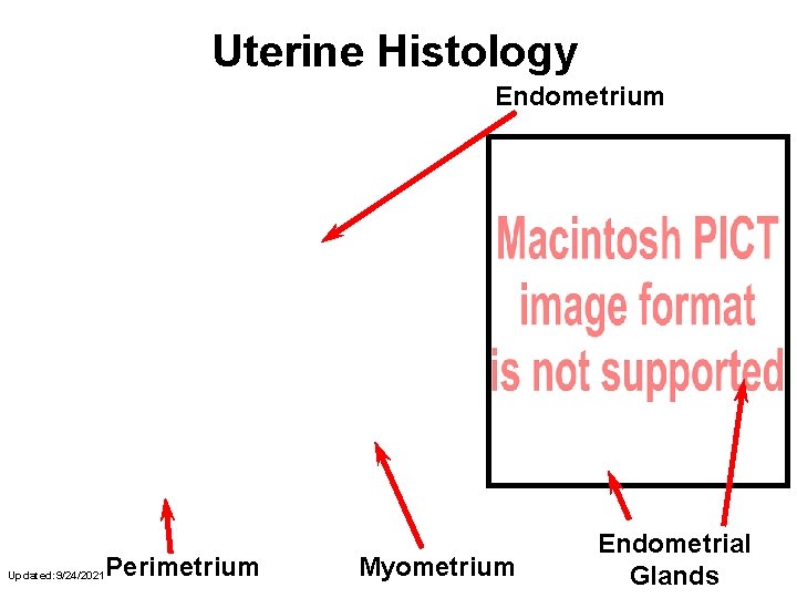 Uterine Histology Endometrium Updated: 9/24/2021 Perimetrium Myometrium Endometrial Glands 