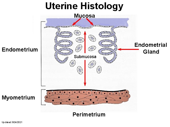 Uterine Histology Mucosa Endometrium Submucosa Myometrium Perimetrium Updated: 9/24/2021 Endometrial Gland 