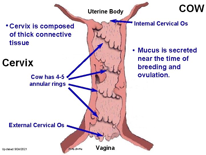 Uterine Body Internal Cervical Os • Cervix is composed of thick connective tissue •