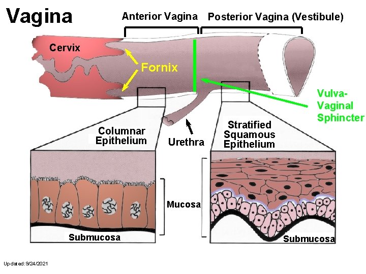 Vagina Anterior Vagina Posterior Vagina (Vestibule) Cervix Fornix Columnar Epithelium Urethra Stratified Squamous Epithelium