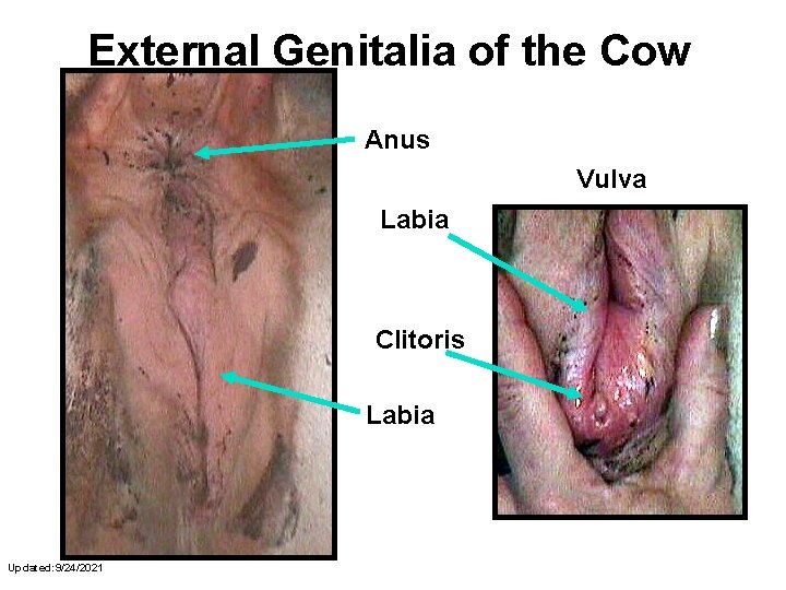 External Genitalia of the Cow Anus Vulva Labia Clitoris Labia Updated: 9/24/2021 