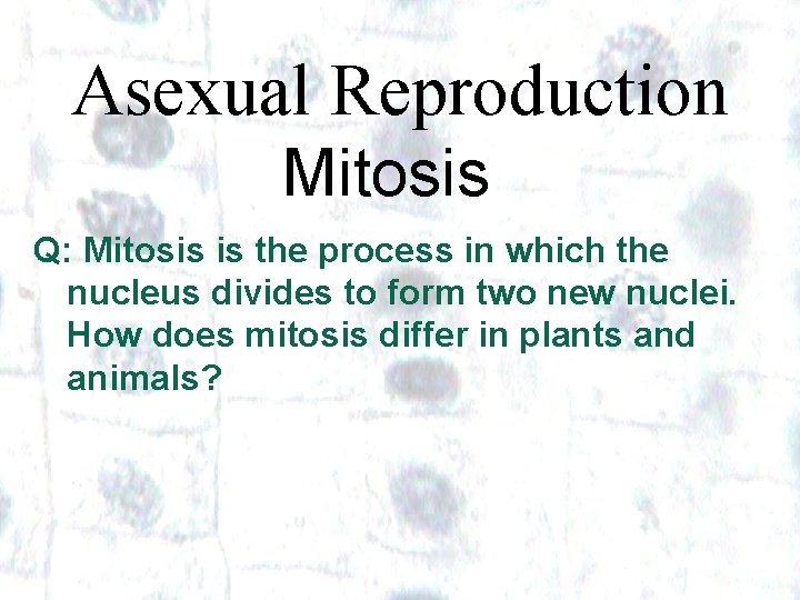 Asexual Reproduction Mitosis Q: Mitosis is the process in which the nucleus divides to