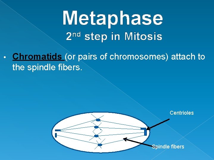 Metaphase 2 nd step in Mitosis • Chromatids (or pairs of chromosomes) attach to