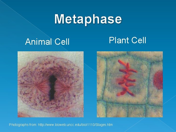 Metaphase Animal Cell Plant Cell Photographs from: http: //www. bioweb. uncc. edu/biol 1110/Stages. htm Metaphase Animal Cell Plant Cell Photographs from: http: //www. bioweb. uncc. edu/biol 1110/Stages. htm