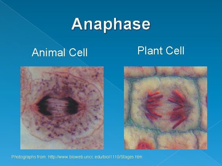 Anaphase Animal Cell Plant Cell Photographs from: http: //www. bioweb. uncc. edu/biol 1110/Stages. htm Anaphase Animal Cell Plant Cell Photographs from: http: //www. bioweb. uncc. edu/biol 1110/Stages. htm