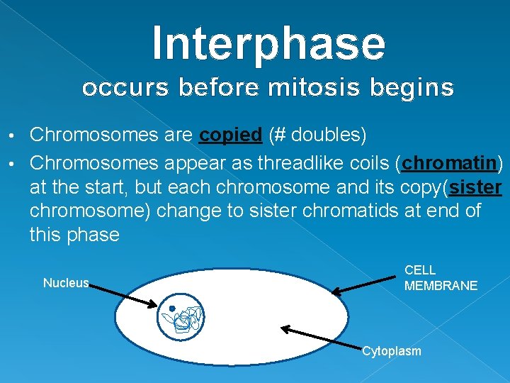Interphase occurs before mitosis begins Chromosomes are copied (# doubles) • Chromosomes appear as Interphase occurs before mitosis begins Chromosomes are copied (# doubles) • Chromosomes appear as