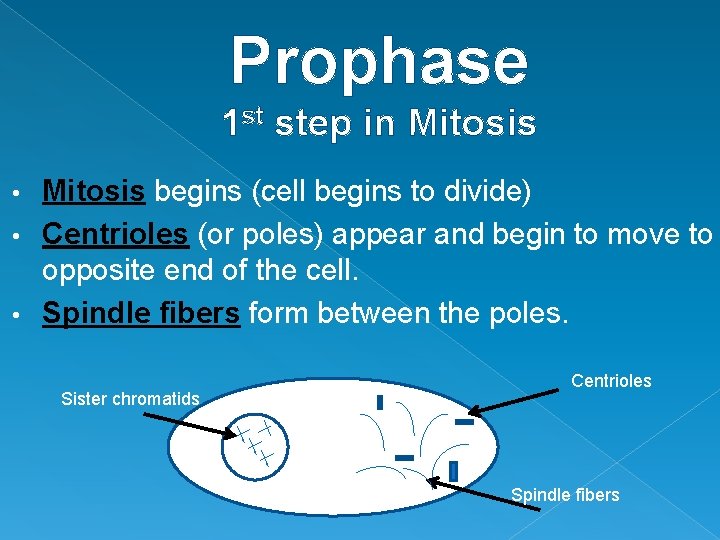 Prophase 1 st step in Mitosis begins (cell begins to divide) • Centrioles (or Prophase 1 st step in Mitosis begins (cell begins to divide) • Centrioles (or