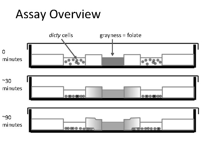 Assay Overview dicty cells 0 minutes ~30 minutes ~90 minutes grayness = folate 