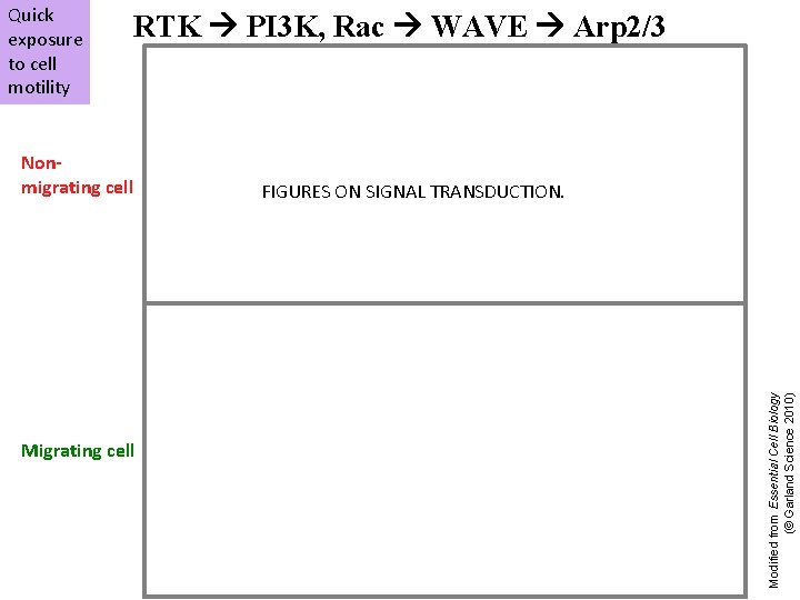 RTK PI 3 K, Rac WAVE Arp 2/3 Nonmigrating cell Migrating cell FIGURES ON