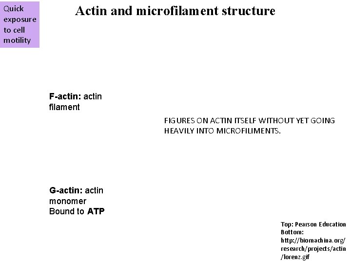 Quick exposure to cell motility Actin and microfilament structure F-actin: actin filament FIGURES ON