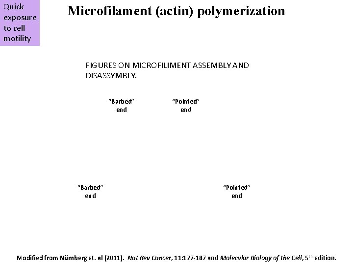 Quick exposure to cell motility Microfilament (actin) polymerization FIGURES ON MICROFILIMENT ASSEMBLY AND DISASSYMBLY.
