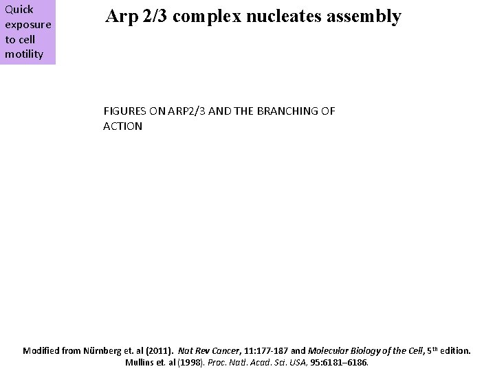 Quick exposure to cell motility Arp 2/3 complex nucleates assembly FIGURES ON ARP 2/3