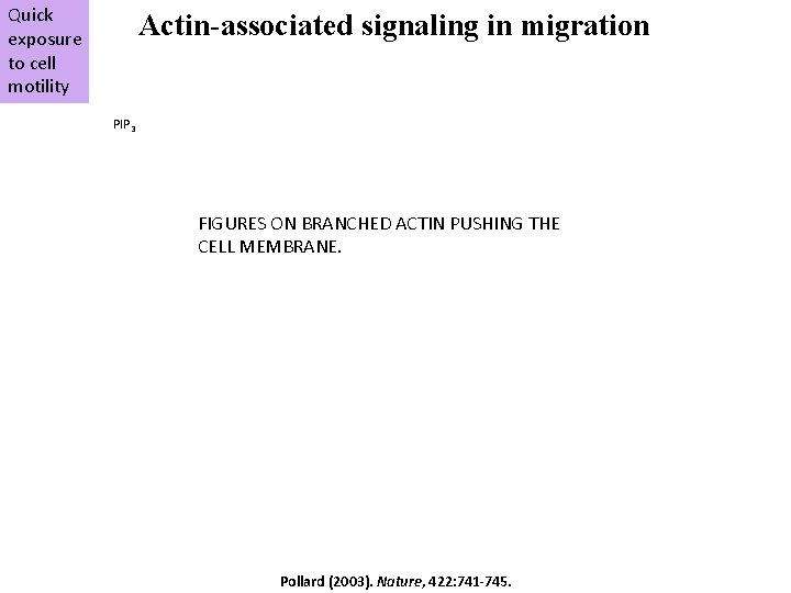 Quick exposure to cell motility Actin-associated signaling in migration PIP 3 FIGURES ON BRANCHED