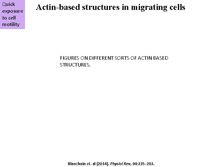 Quick exposure to cell motility Actin-based structures in migrating cells FIGURES ON DIFFERENT SORTS