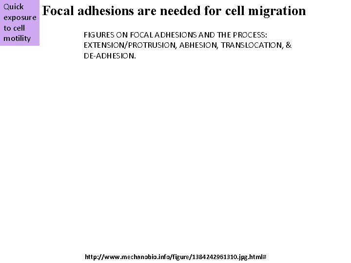 Quick exposure to cell motility Focal adhesions are needed for cell migration FIGURES ON