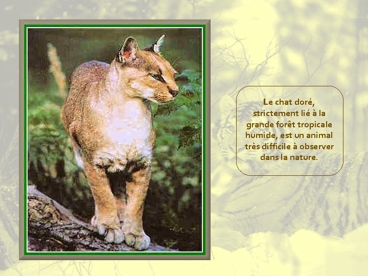 Le chat doré, strictement lié à la grande forêt tropicale humide, est un animal