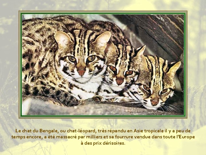 Le chat du Bengale, ou chat-léopard, très répandu en Asie tropicale il y a