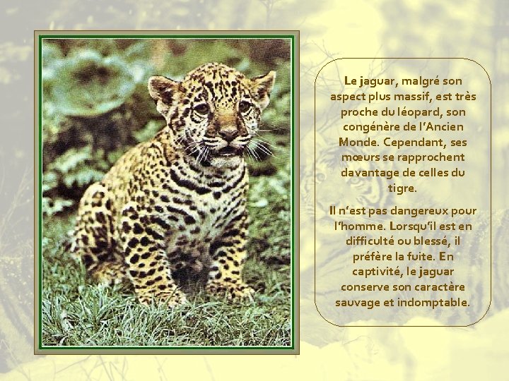 Le jaguar, malgré son aspect plus massif, est très proche du léopard, son congénère