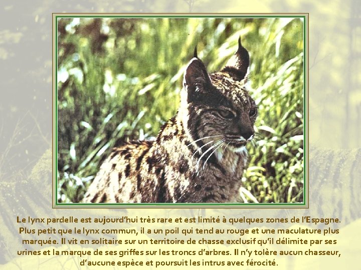 Le lynx pardelle est aujourd’hui très rare et est limité à quelques zones de