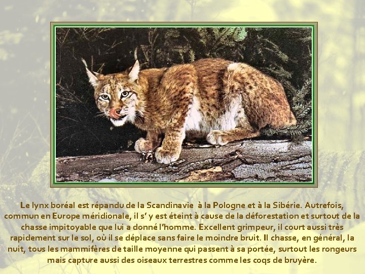 Le lynx boréal est répandu de la Scandinavie à la Pologne et à la