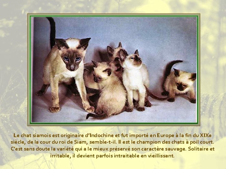 Le chat siamois est originaire d’Indochine et fut importé en Europe à la fin